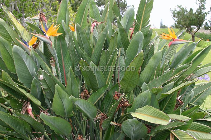 IMG_JE.FLO82.JPG - Flowers, Bird of Paradise, Bermuda