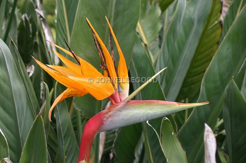 IMG_JE.FLO84.JPG - Flowers, Birds of Paradise, Bermuda