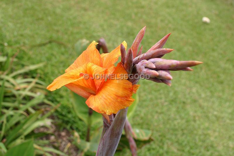 IMG_JE.FLO85.JPG - Flowers, Bird of Paradise, Bermuda