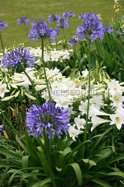 IMG_JE.FLO86.JPG - Flowers, Blue Allium Caeruleum and Easter Lillies, Bermuda