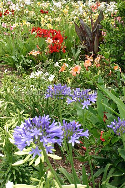 IMG_JE.FLO88.JPG - Flowers, Botanical Gardens, Bermuda