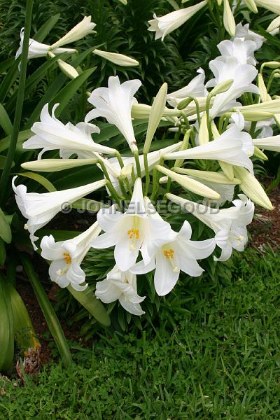 IMG_JE.FLO89.JPG - Flowers, Easter Lillies, Bermuda