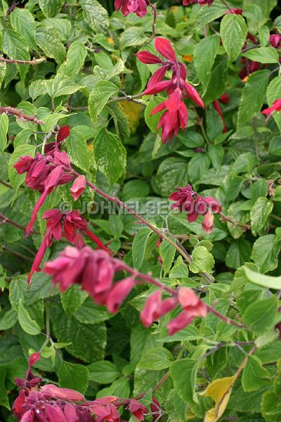 IMG_JE.FLO93.JPG - Flowers, Red Fuchsia, Bermuda