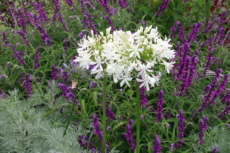 IMG_JE.FLO94.JPG - Flowers, Allium and Salvias, Bermuda