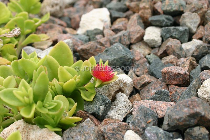 IMG_JE.FLO96.JPG - Succulent with flower, Botanical Gardens, Bermuda