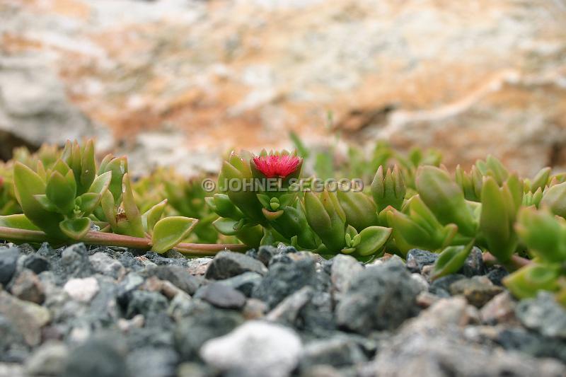 IMG_JE.FLO99.JPG - Flowers, Cacti in Flower, Bermuda