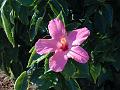 IMG_JE.FLO03