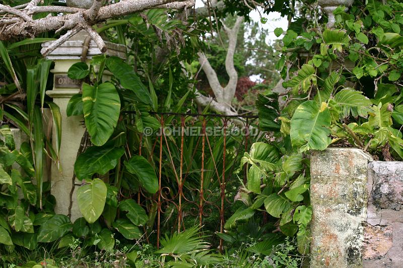 IMG_JE.GA15.JPG - Overgrown wrought iron gate and posts, Bermuda