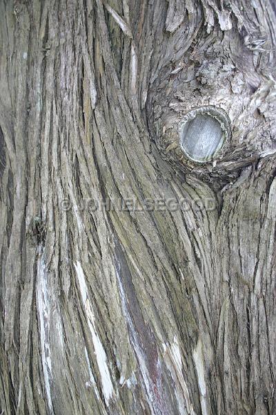 IMG_JE.GR22.JPG - Old Cedar Tree, Bermuda