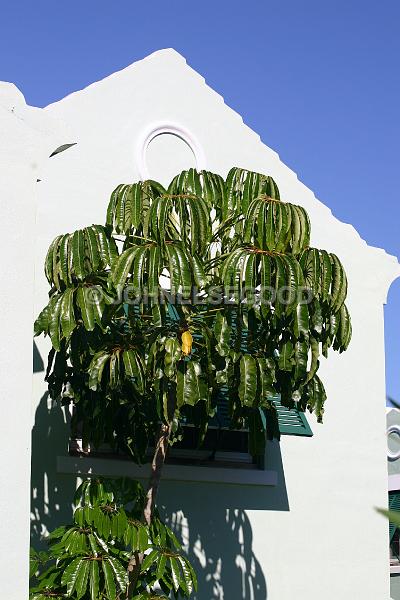IMG_JE.WIN6.JPG - Roofline with Shutters and tree, Southampton, Bermuda