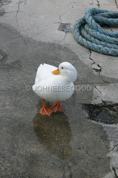 IMG_JE.SG33.JPG - St. George's Duck, Harbourside, Bermuda