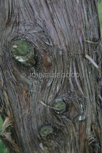IMG_JE.TEX08.JPG - Old cedar tree bark, Somerset, Bermuda